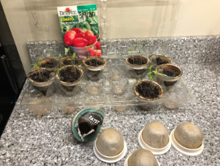 plant sprouts in used tayst coffee pods