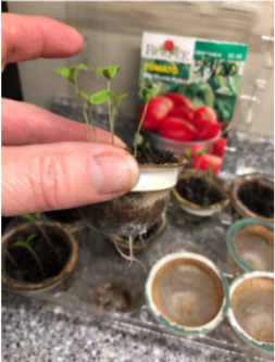 plant sprouts in used tayst coffee pods