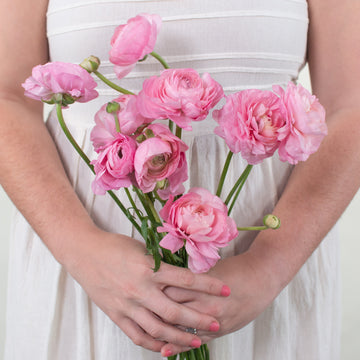 Light Pink Ranunculus Flower