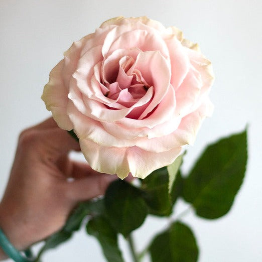 Beige Roses, Fresh DIY Wedding Flowers