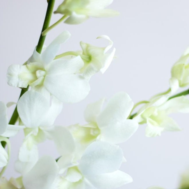 White Dendrobium Orchids Diy Wedding Flowers Flower Moxie