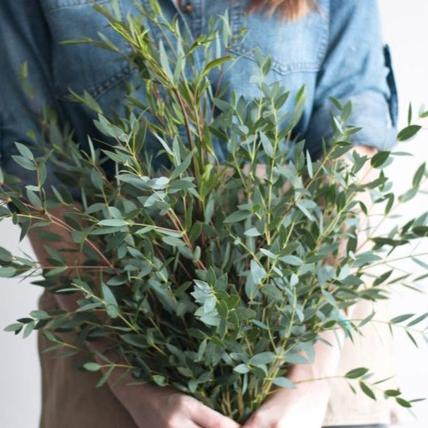 Gunni Eucalyptus Greenery | Bulk Fresh Wedding Greenery | Flower Moxie