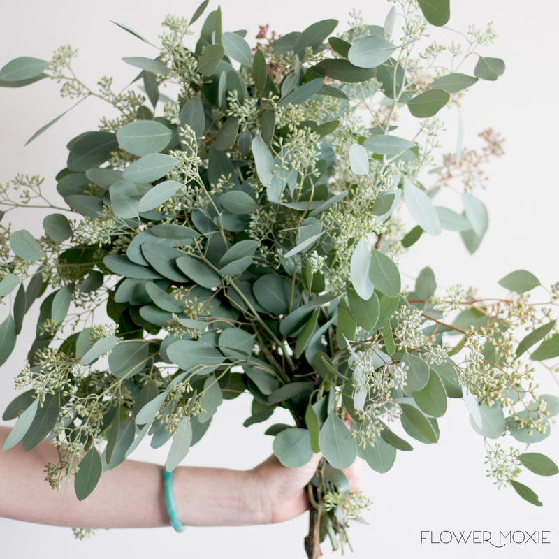 eucalyptus flower