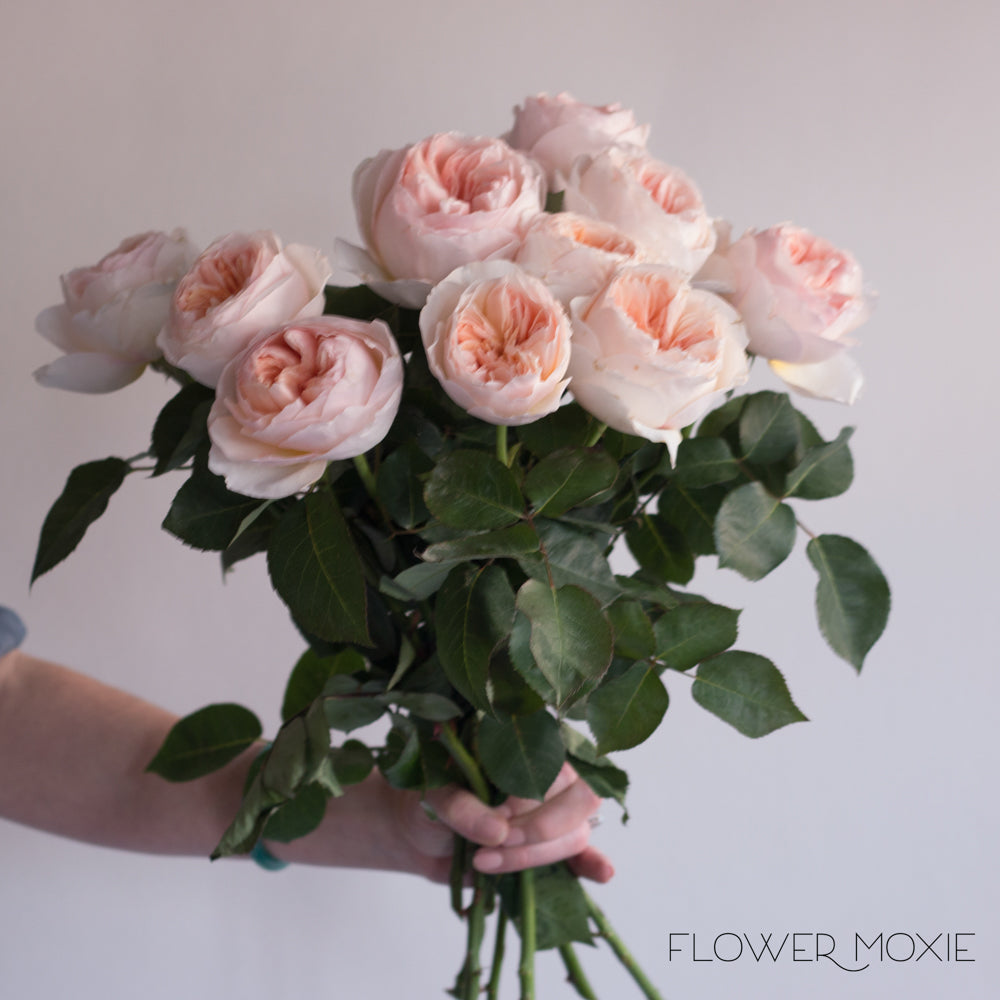Blush Pink Mother of Pearl Standard Rose | DIY Wedding Flowers