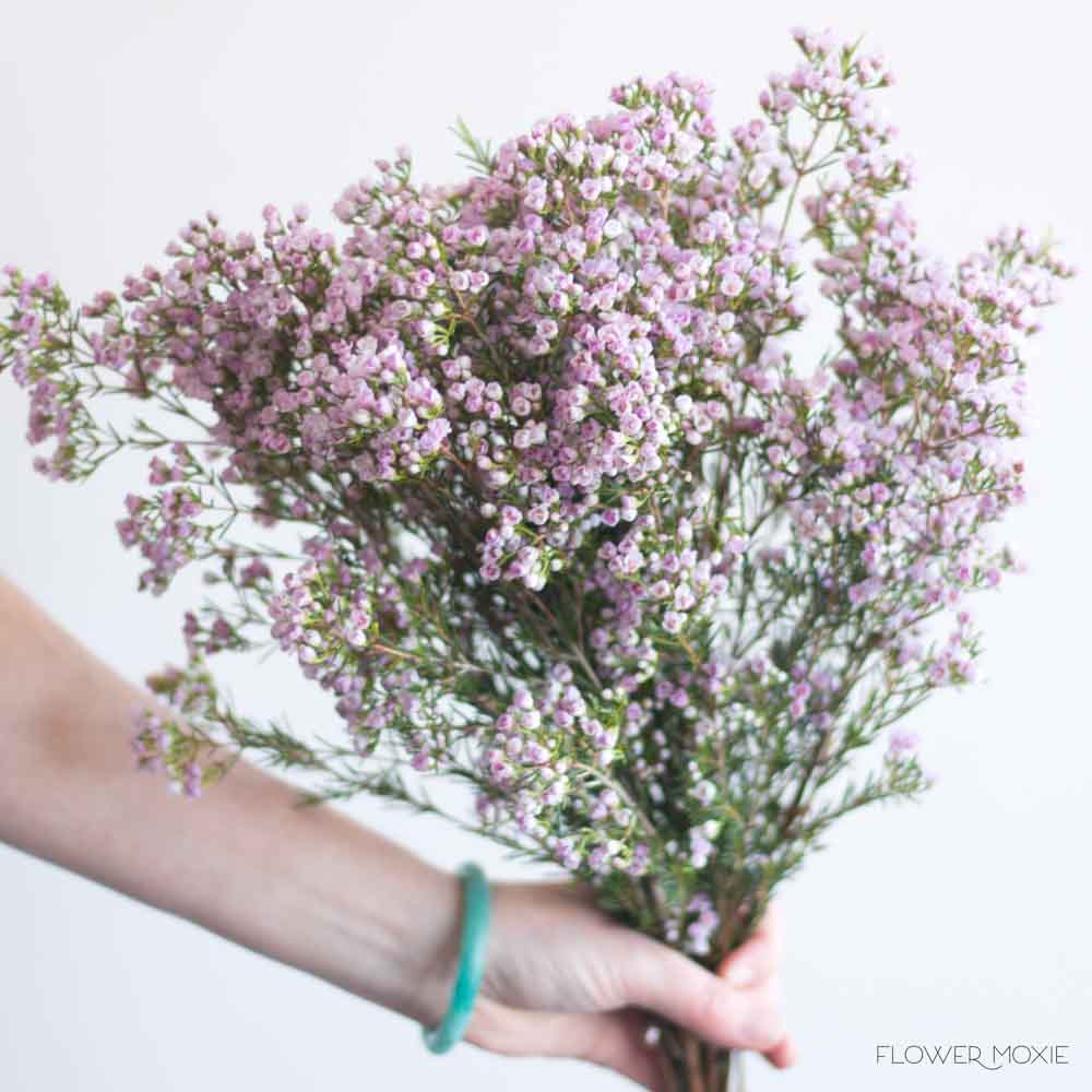 Wax Flower - Light Pink