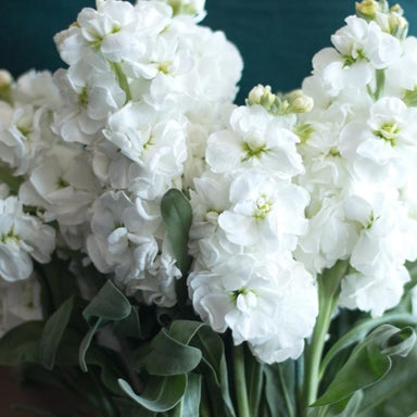 White Flowers Bulk Fresh Wedding Flowers Online Flower Moxie