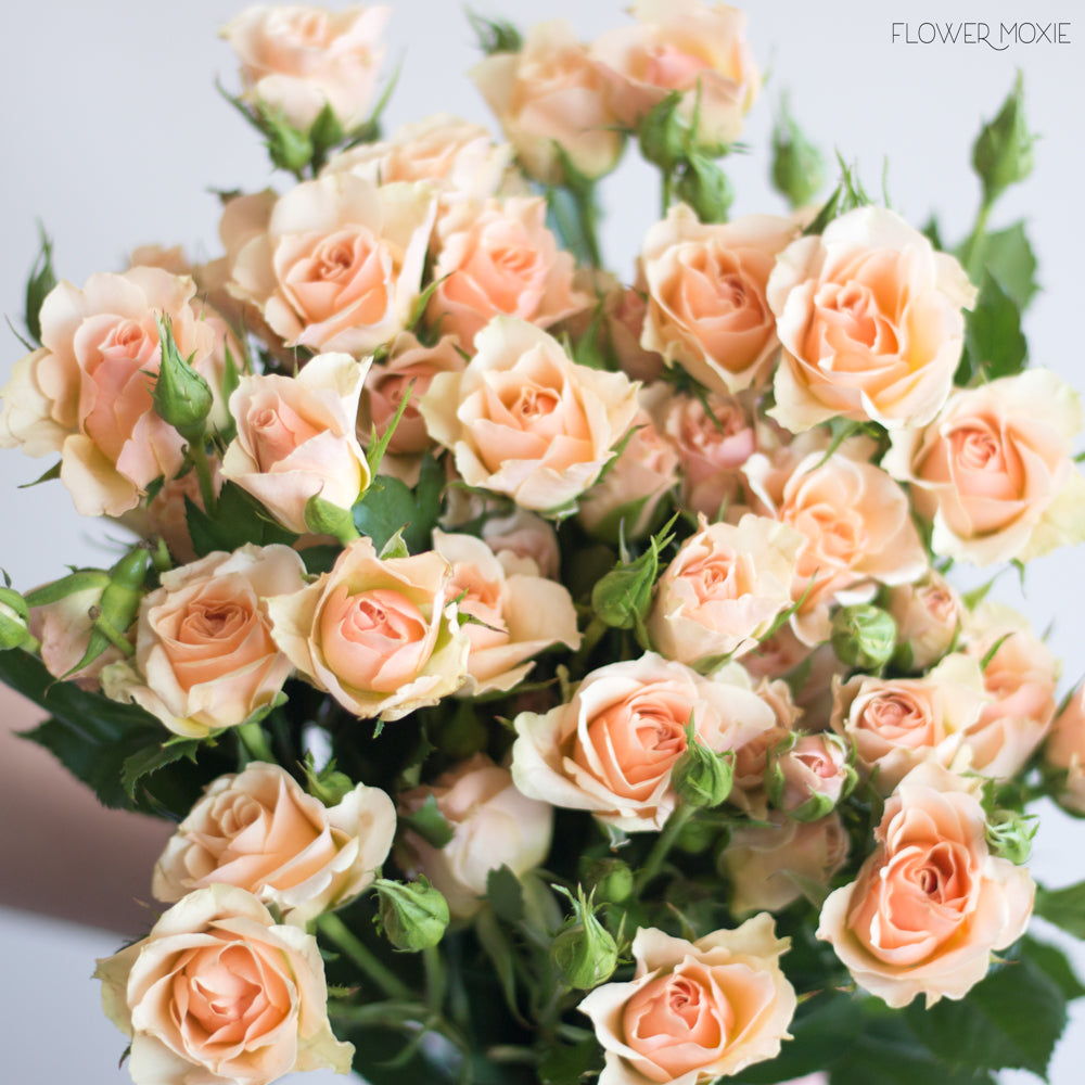 Peach Spray Rose Flower Diy Wedding Flowers Flower Moxie 9513