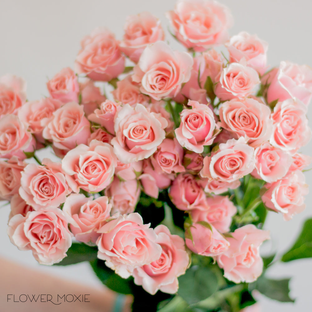 baby pink roses