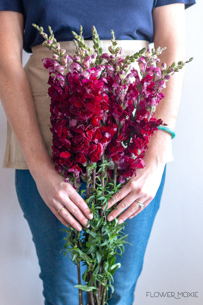 Burgundy Snapdragons Diy Wedding Flowers Flower Moxie