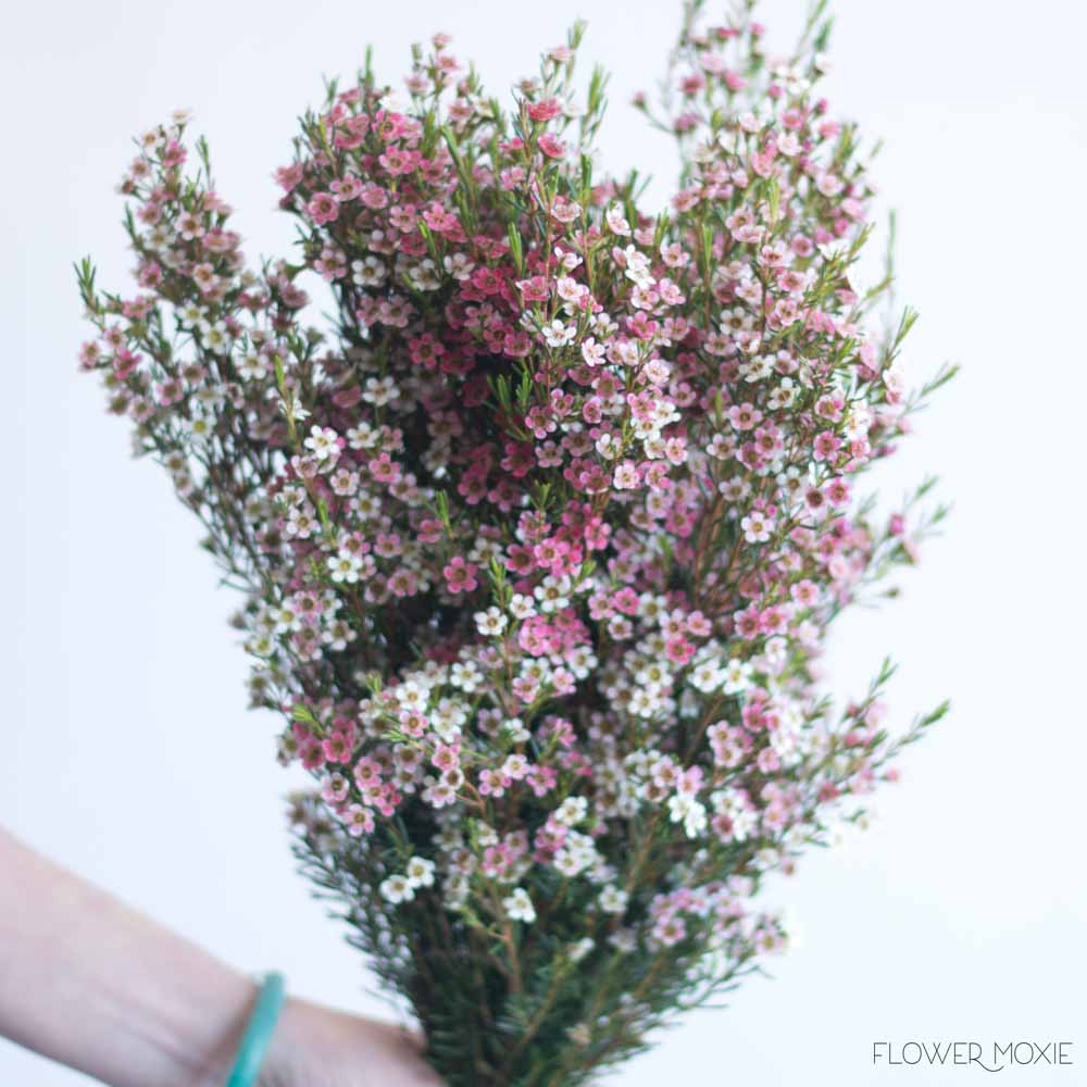 Pink Wax Flower Diy Wedding Flowers Flower Moxie