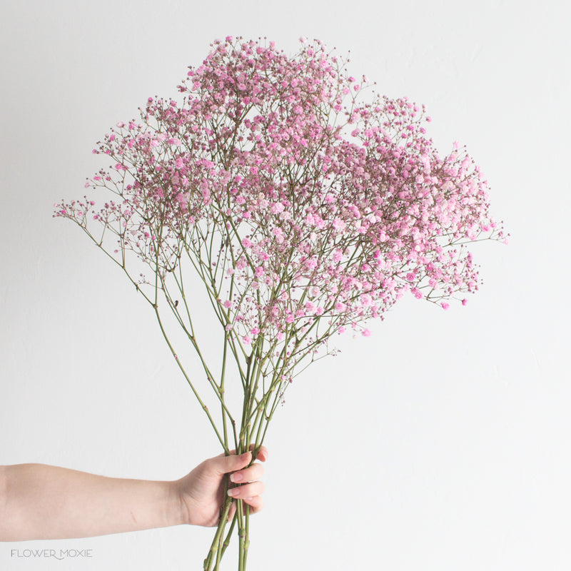 30 Stems of Pink Baby's Breath Gypsophila