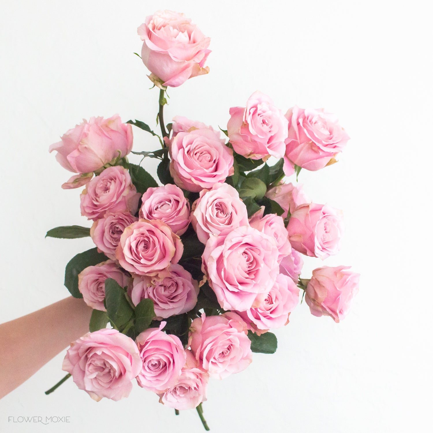 Secret Garden' Light Pink bi-Color Roses The Rosarium - Premium Flower  Delivery Vaughan Toronto Thornhill Mississauga