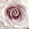Faith Mauve Roses | Bulk Fresh DIY Wedding Flowers | Flower Moxie