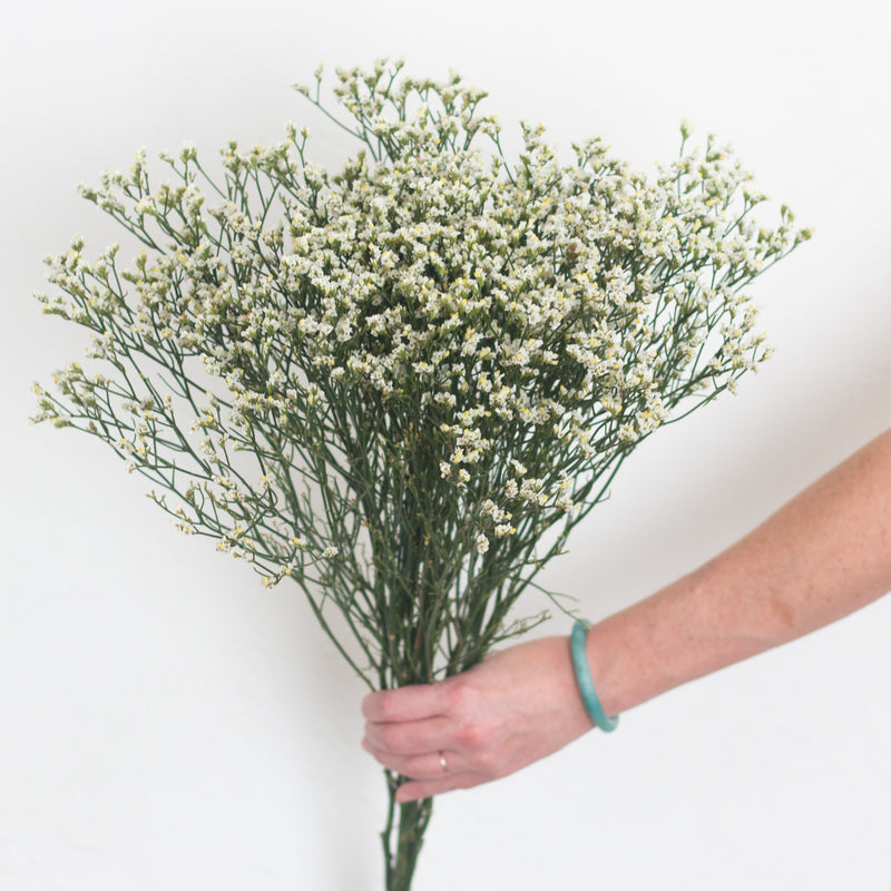 white limonium flower