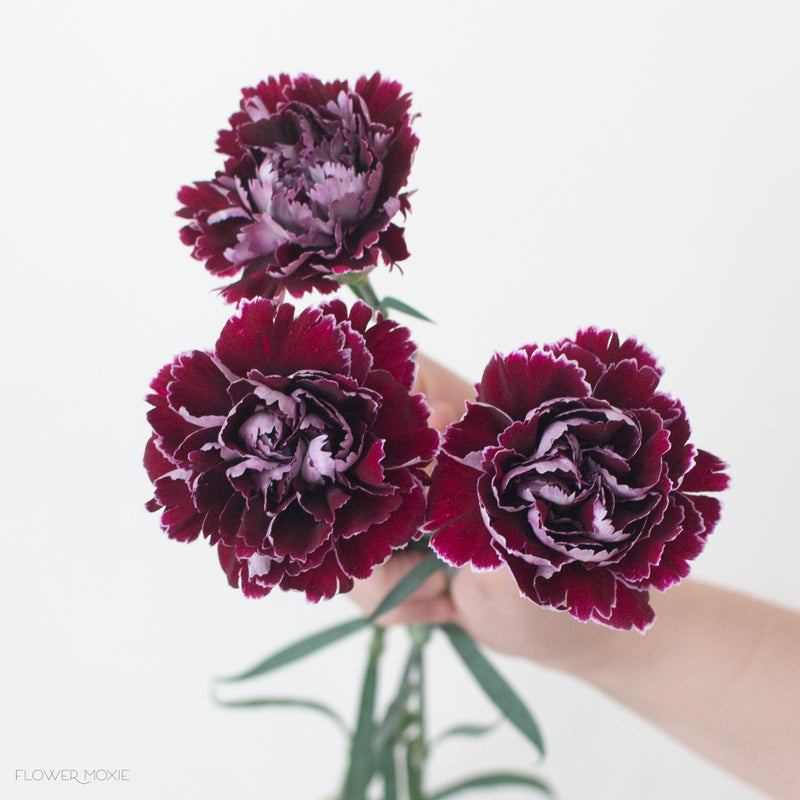 Flower carnation Carnations: Types,
