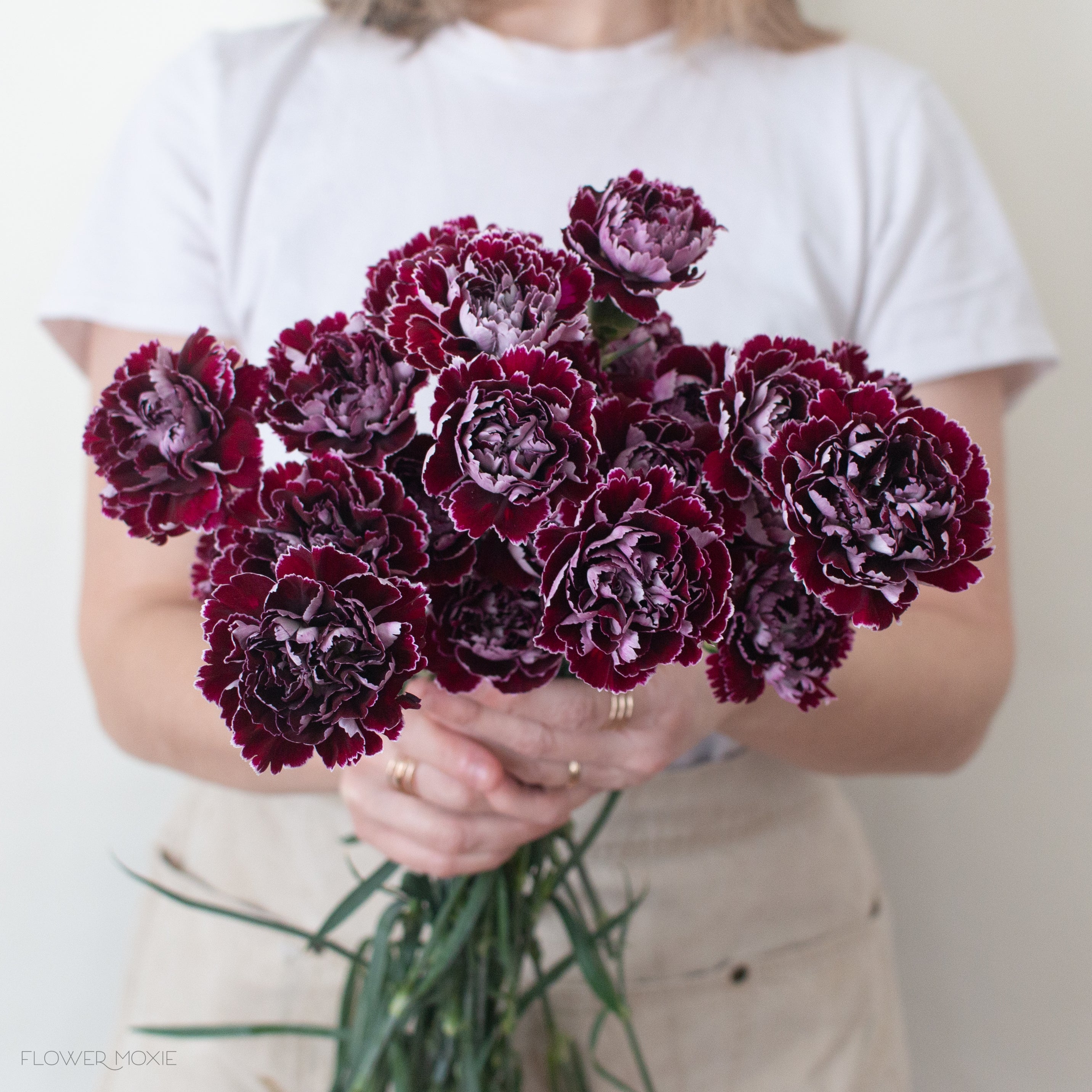 Burgundy Minerva Carnations | Bulk Fresh DIY Wedding Flowers | Flower Moxie