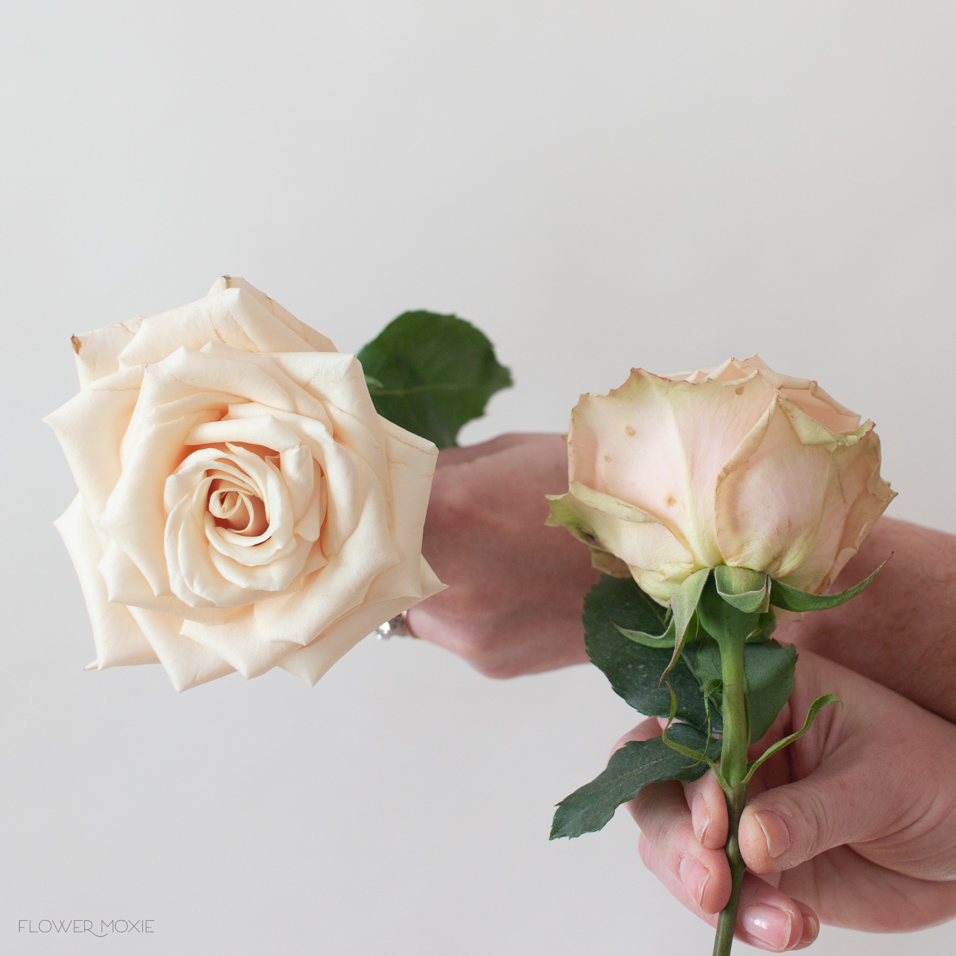 Dusty Rose & Cream Wedding Flower Moodboard