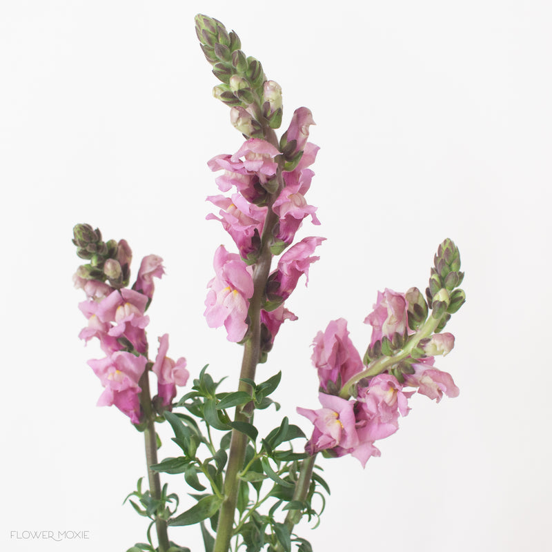 Mauve Snapdragons Diy Wedding Flowers Flower Moxie