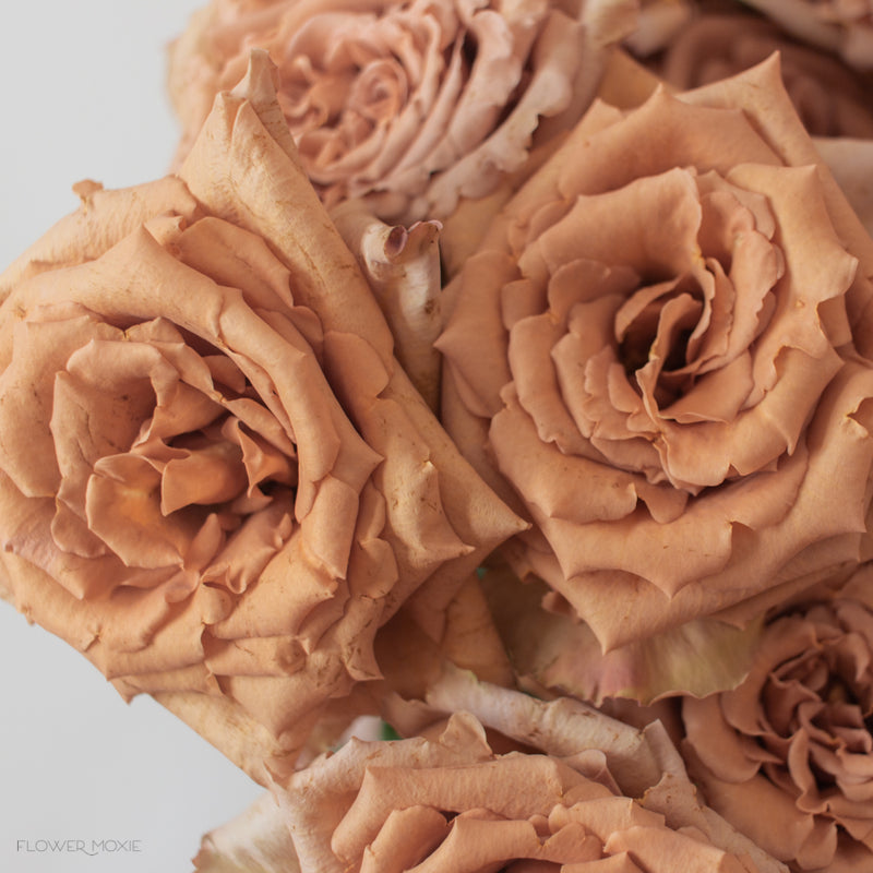 Tan Toffee Roses Bulk Fresh DIY Wedding Flowers Flower Moxie