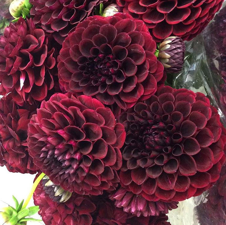 Burgundy Dahlia Flower | Bulk Fresh DIY Wedding Flowers ...