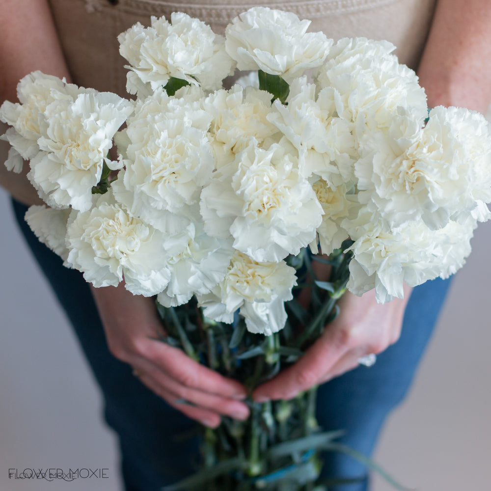 White Carnations Bulk Fresh Diy Wedding Flowers Flower Moxie 9526