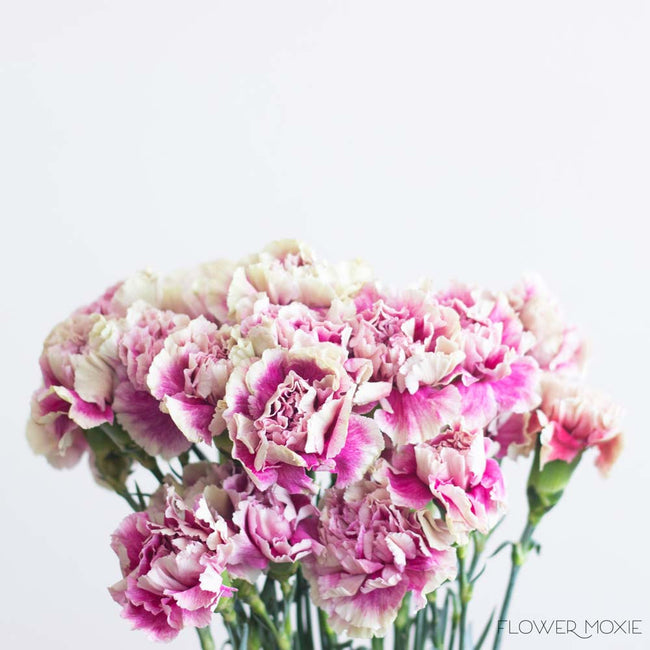 Vintage Pink Carnations | Bulk Fresh DIY Wedding Flowers | Flower Moxie