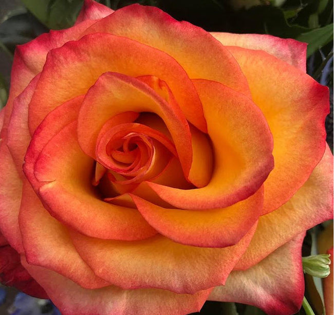 Orange Circus Roses | Fresh DIY Wedding Flowers | Flower Moxie