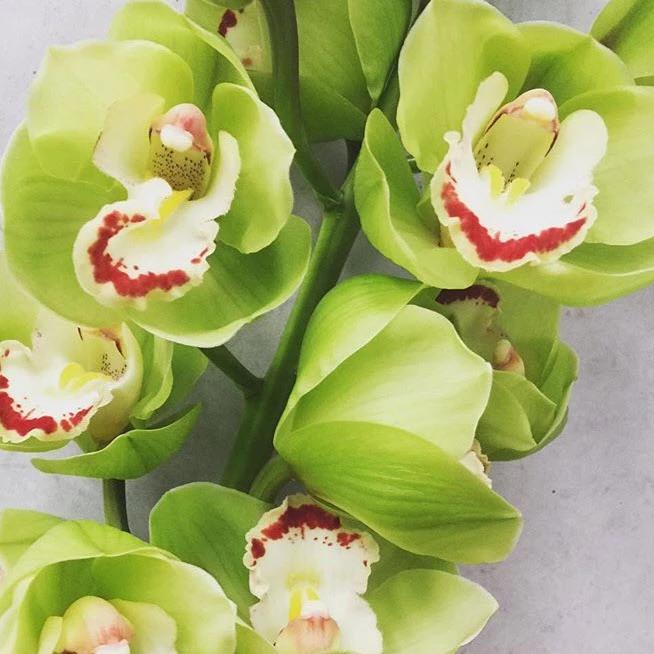 Green Cymbidium Orchids Diy Wedding Flowers Flower Moxie 