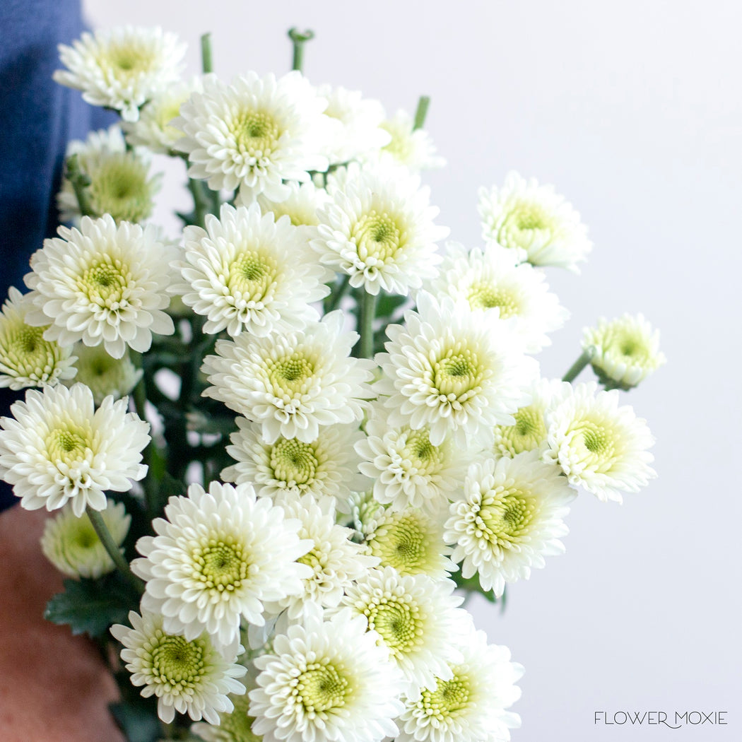 white pom pom flowers