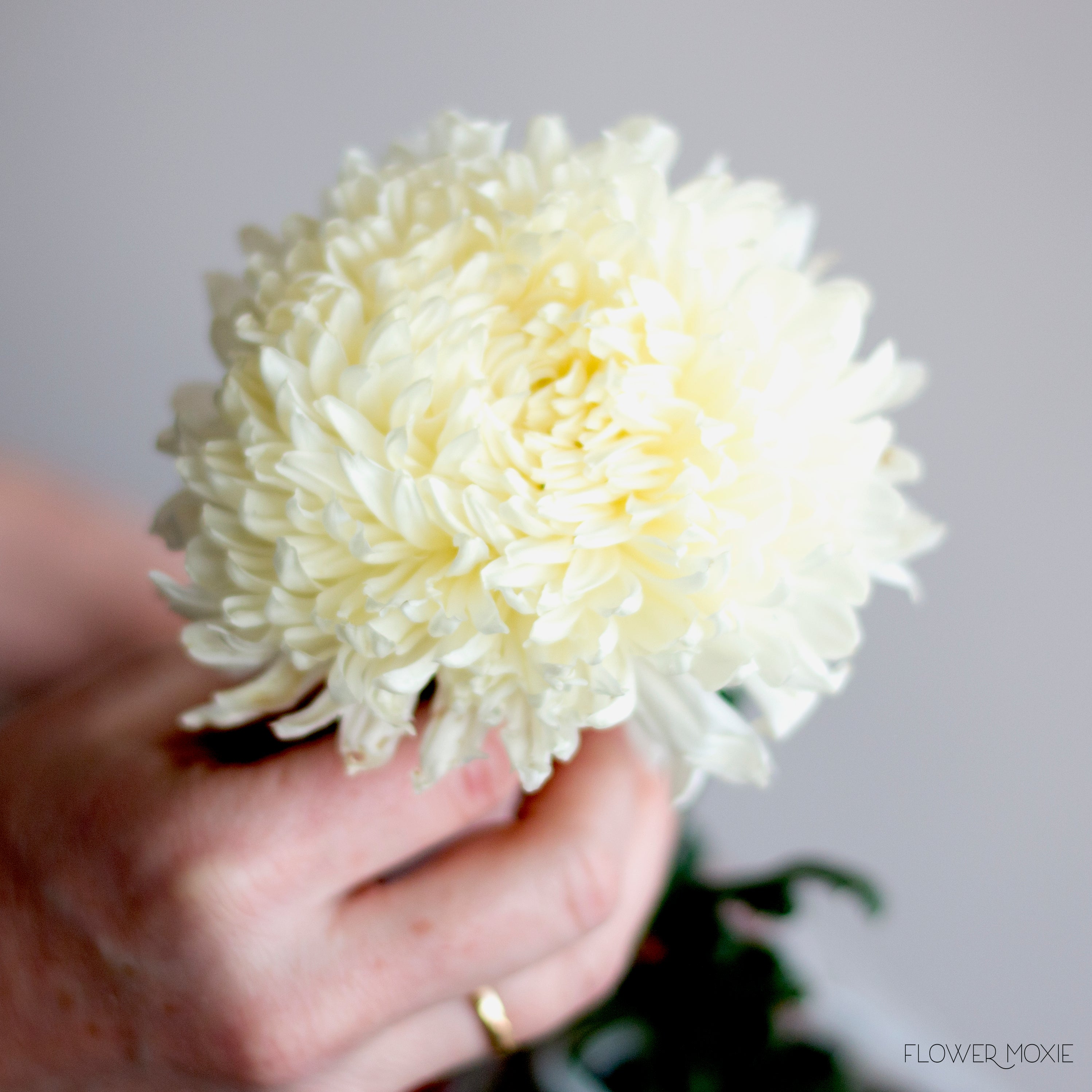 White Twine Round Form - Kelea's Florals