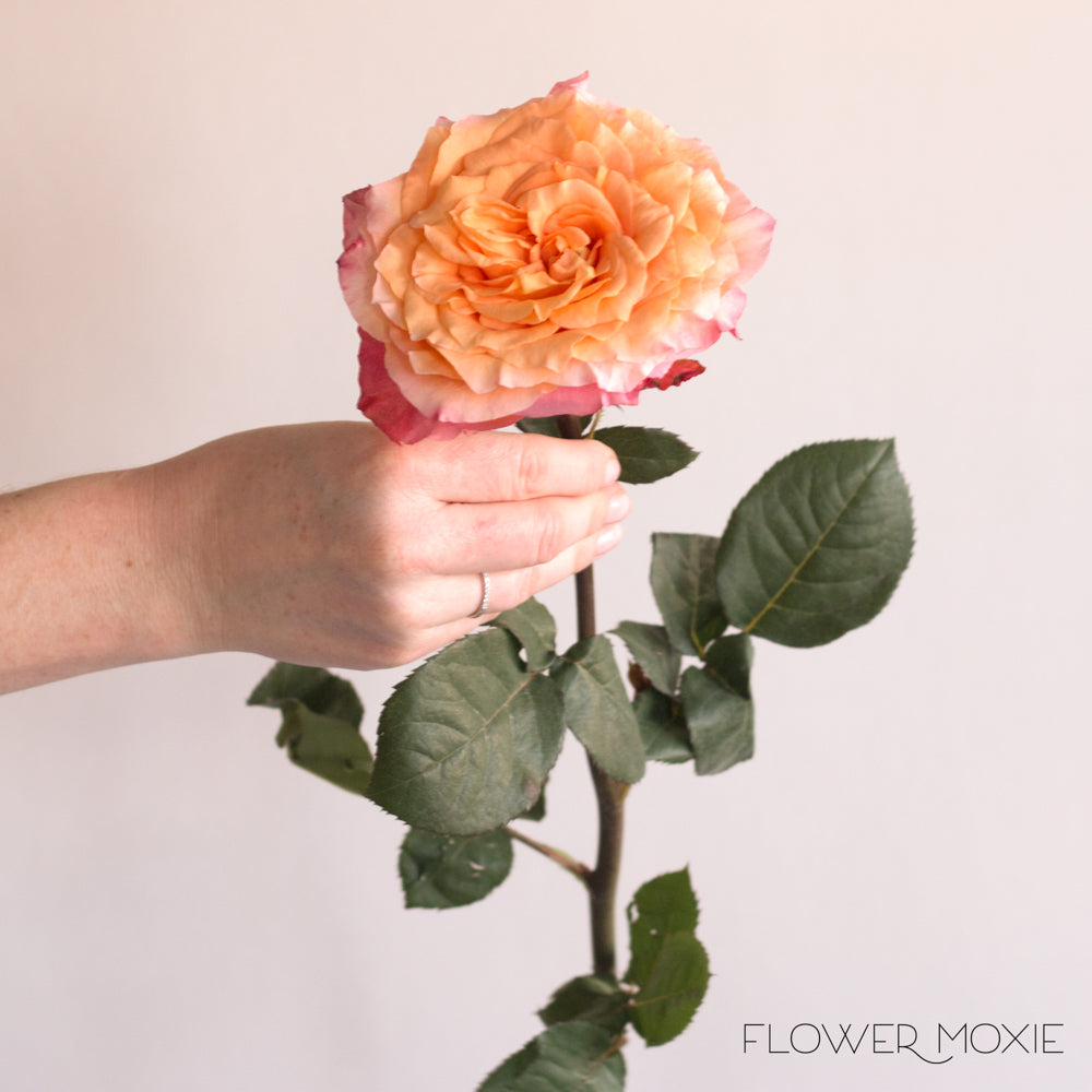 Orange Free Spirit Roses | DIY Wedding Flowers | Flower Moxie