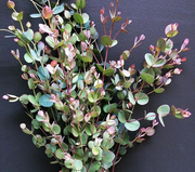 Gunni Eucalyptus Greenery | Fresh Wedding Greenery | Flower Moxie