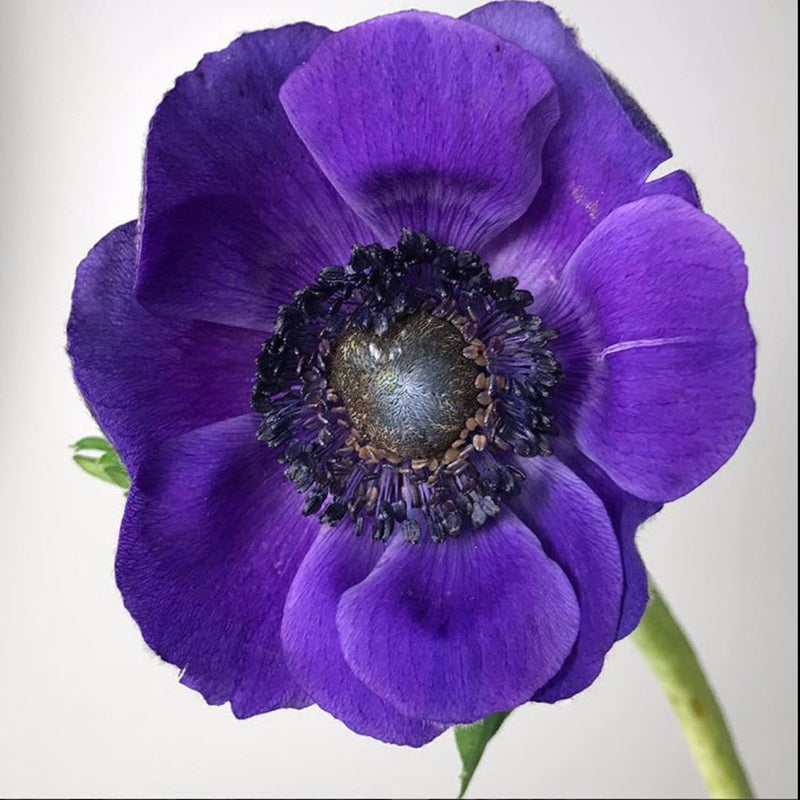 Purple Anemone Flower | Fresh DIY Wedding Flowers | Flower Moxie