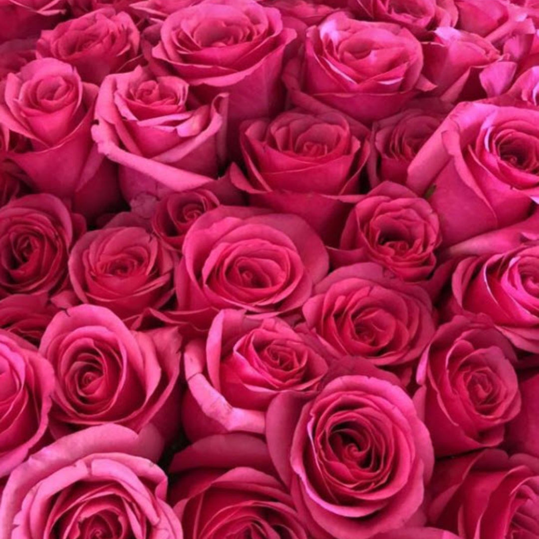 Dark Pink Floyd Roses | Fresh DIY Wedding Flowers | Flower Moxie