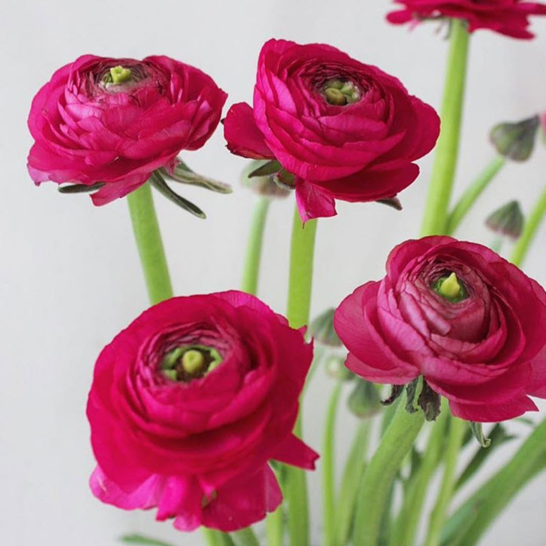 Light Pink Ranunculus Fresh Cut Flower