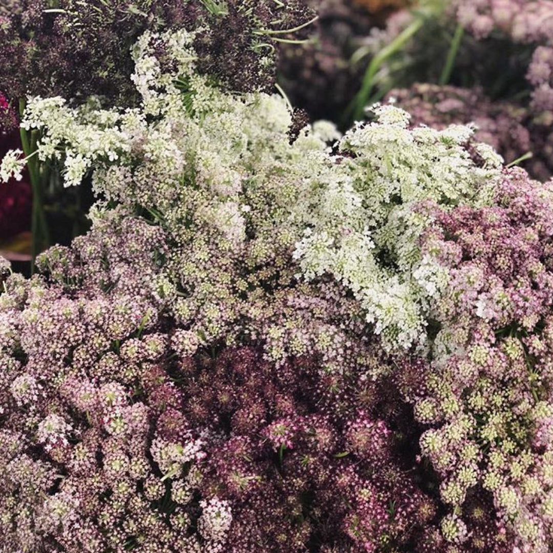 queen anne's lace flower