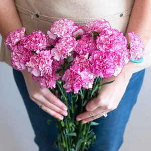 Komachi Pink Carnations | DIY Wedding Flowers | Flower Moxie