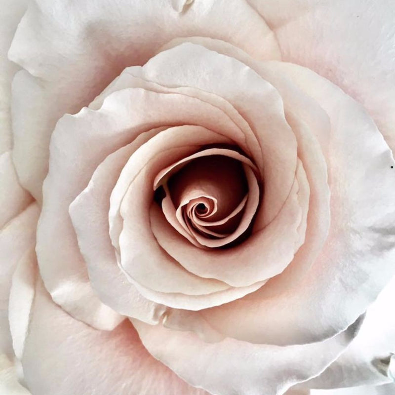 Beige Dusty Blush Quicksand Rose Flowers | DIY Wedding Flowers — Flower ...