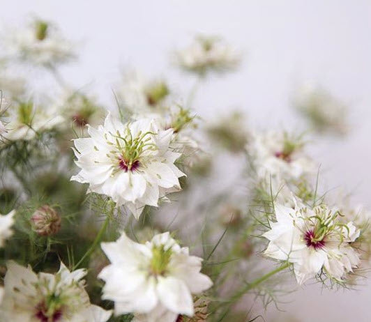 White Nigella Flower | Bulk Fresh DIY Wedding Flowers ...