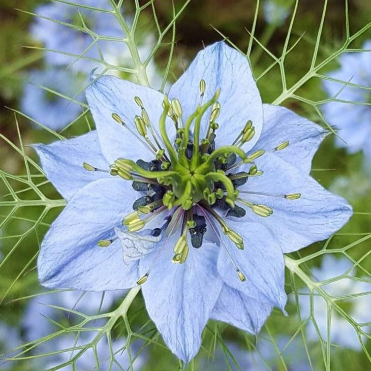 Blue Nigella Flower Bulk Fresh Diy Wedding Flowers Flower Moxie