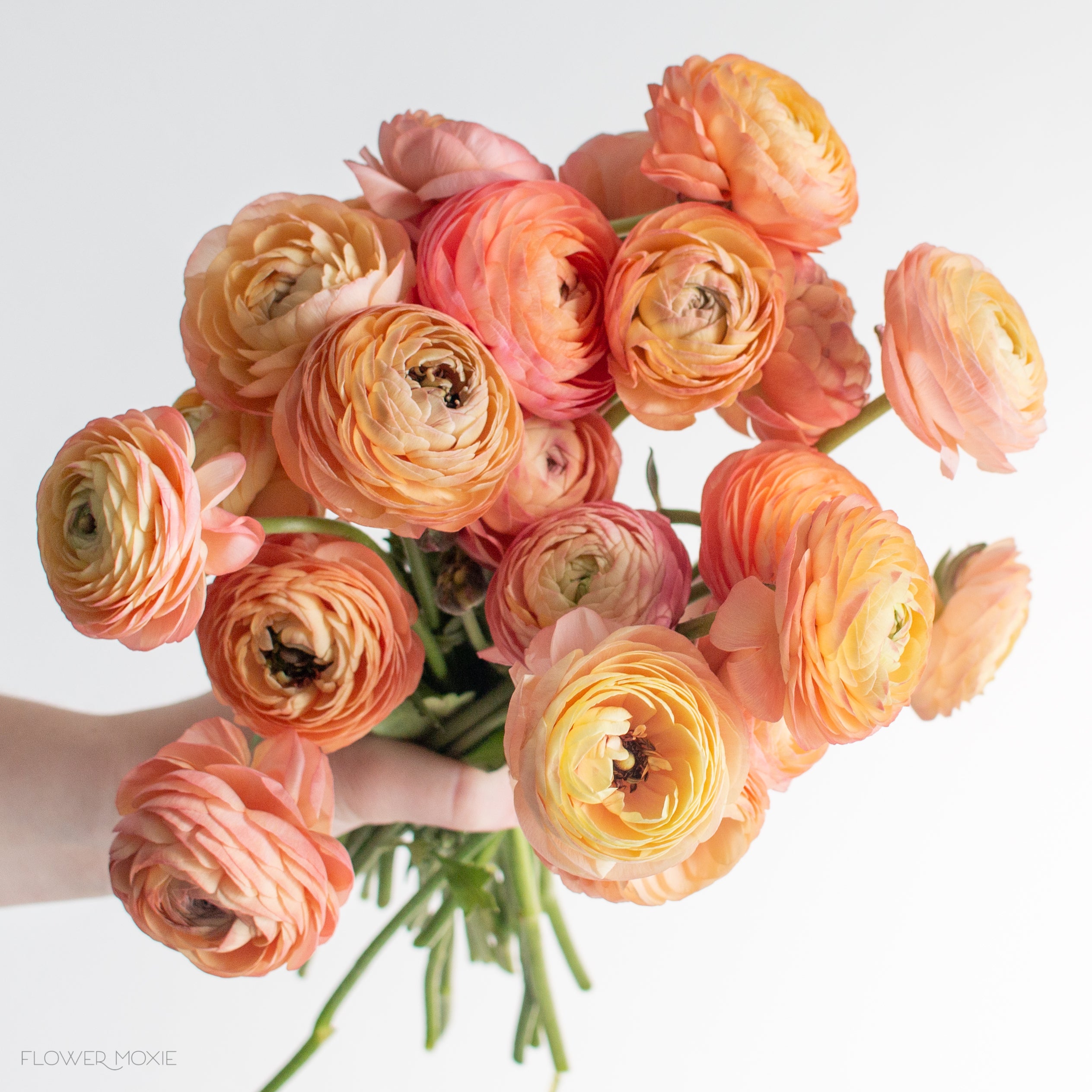 Garden Rose - Juliet Peach – Kukka Flowers