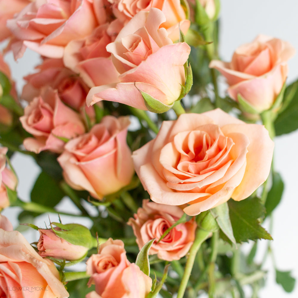 Peach Spray Rose Flower Diy Wedding Flowers Flower Moxie 