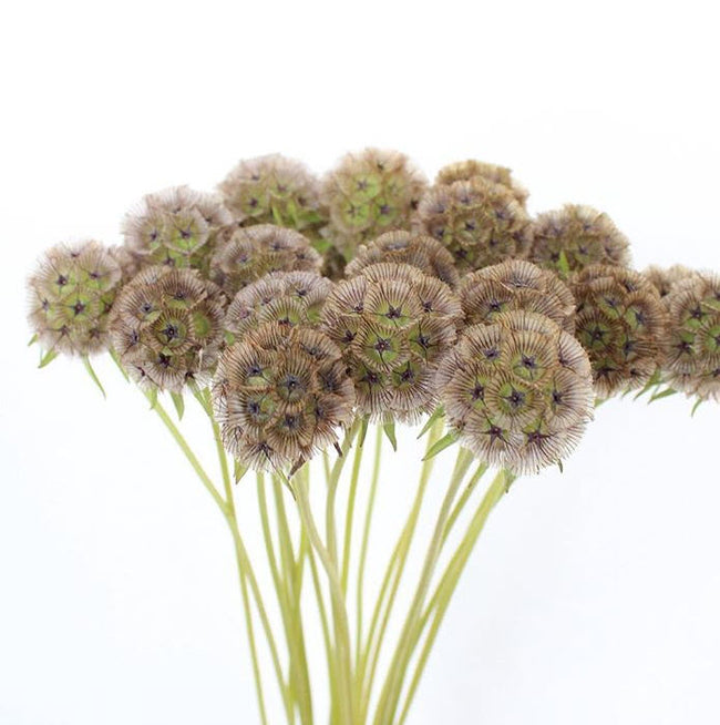 Scabiosa Pods Diy Wedding Flowers Flower Moxie