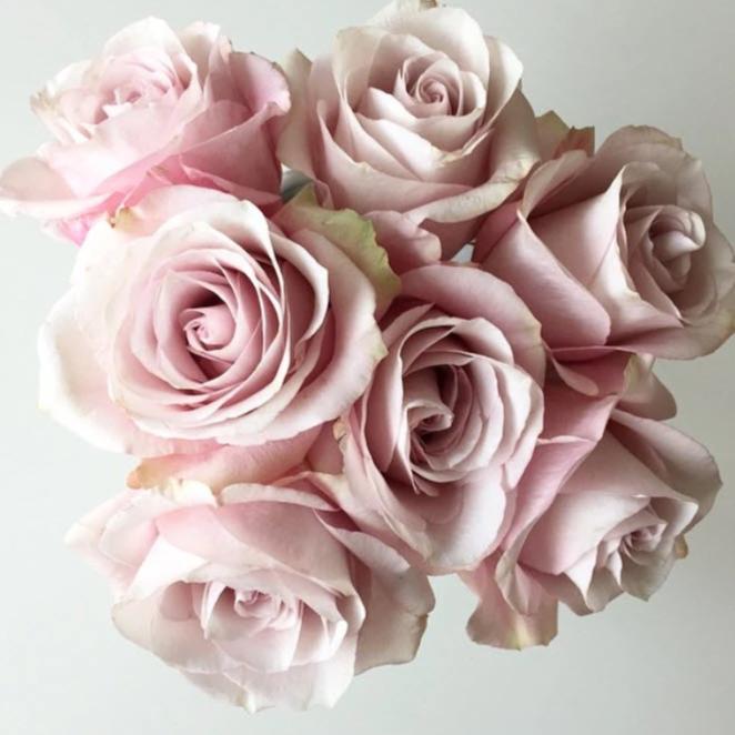 Light Pink Secret Garden Roses | Soft Pink DIY Wedding Flowers | Flower