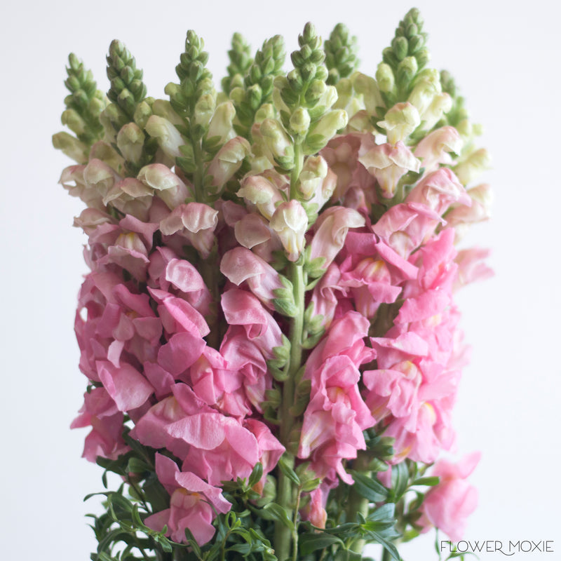 Pink Snapdragons | DIY Wedding Flowers | Flower Moxie
