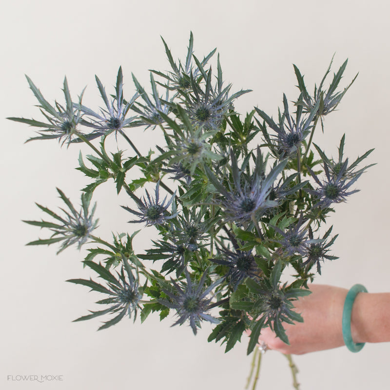 Blue Thistle Flowers Bulk Fresh Wedding Flowers Flower Moxie