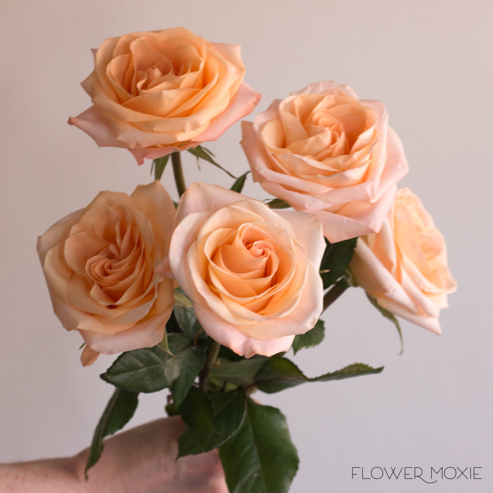 tiffany peach rose