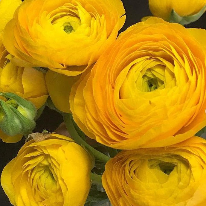 small yellow ranunculus