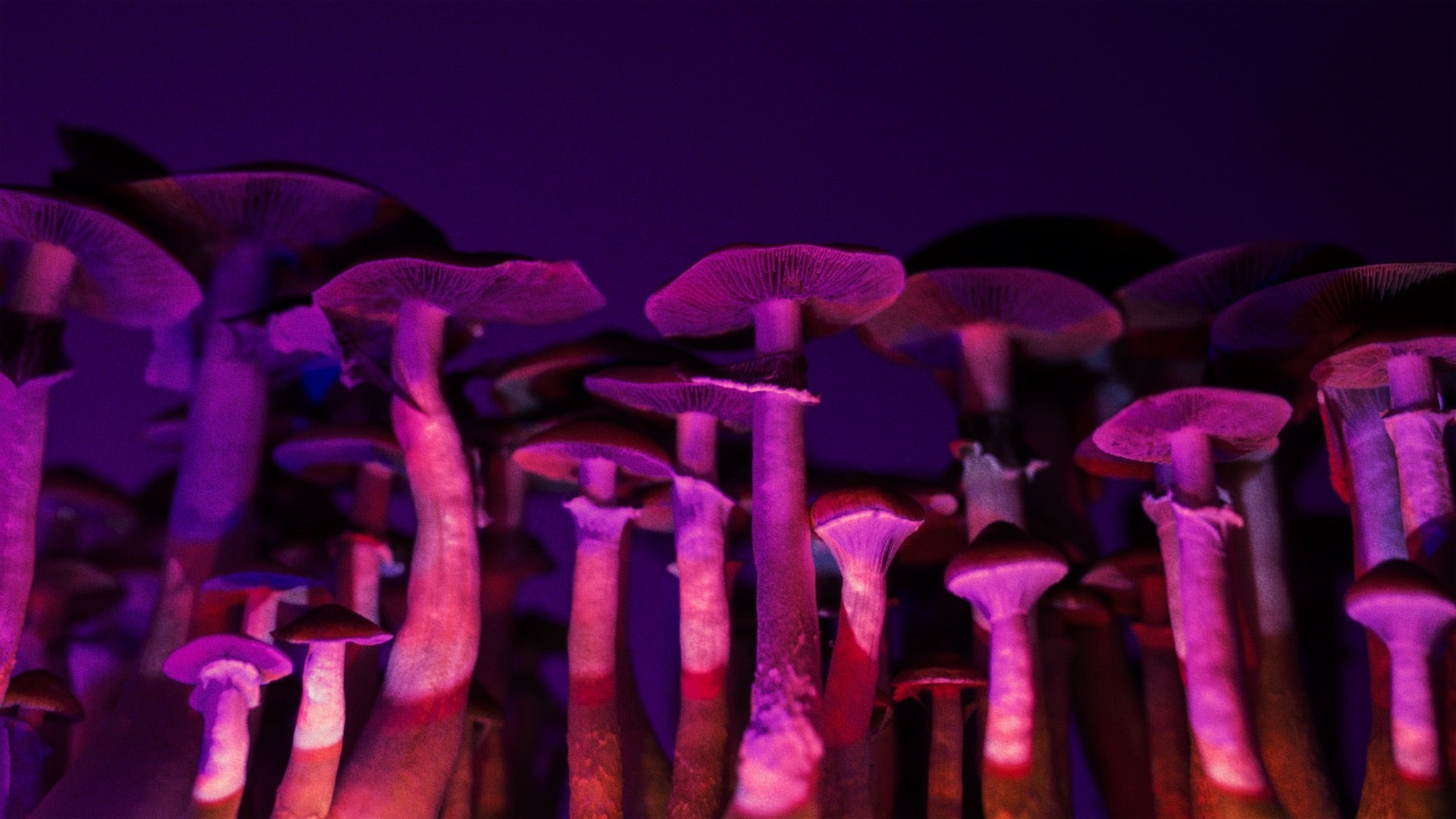 The Origins Of Magic Mushrooms 