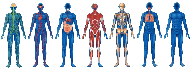 the physiology of heat stress body systems